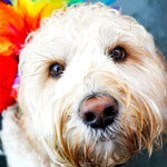 south tyneside prde pooches sunday 2025 pic of south tyneside prde pooches sunday 2025